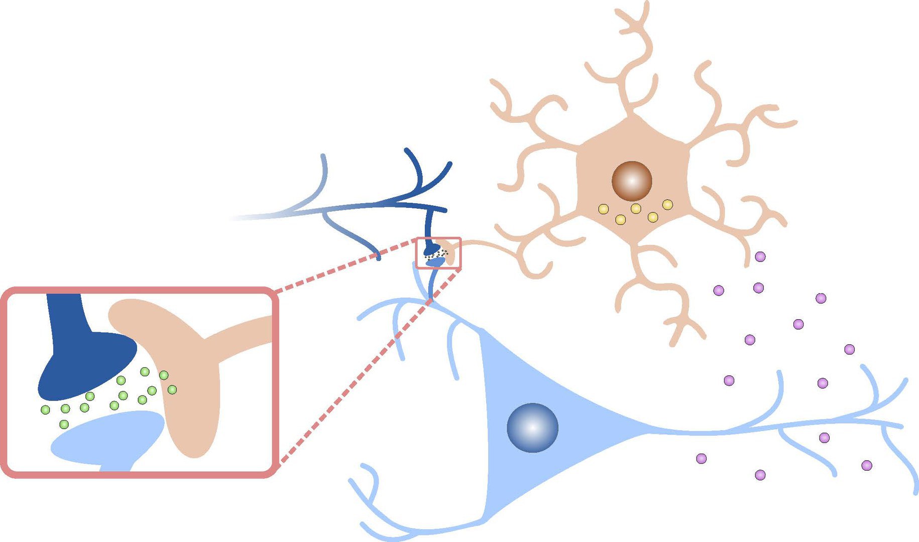 Das Modell erweitert die Kommunikation - zwischen zwei Neuronen um einen dritten Akteur, den Astrozyten. Endocannabinoide vom postsynaptischen Neuron binden an Astrozytenrezeptoren und verändern die D-Serin-Konzentration, die die Empfindlichkeit der Synapse steuert.